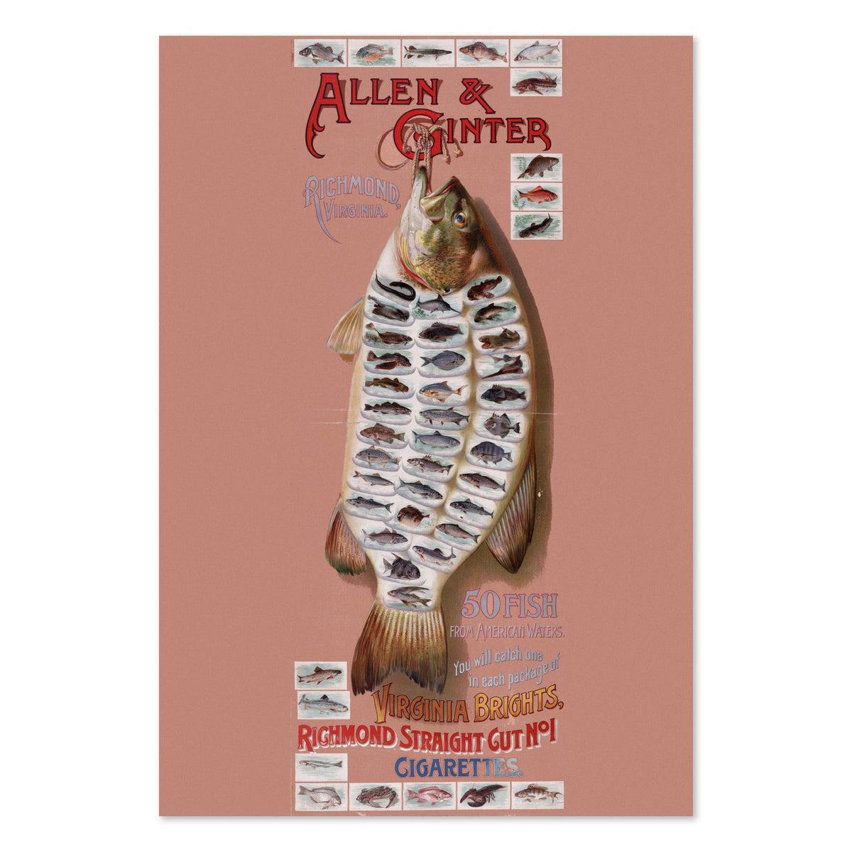 Allen and Ginter American Fish poster print