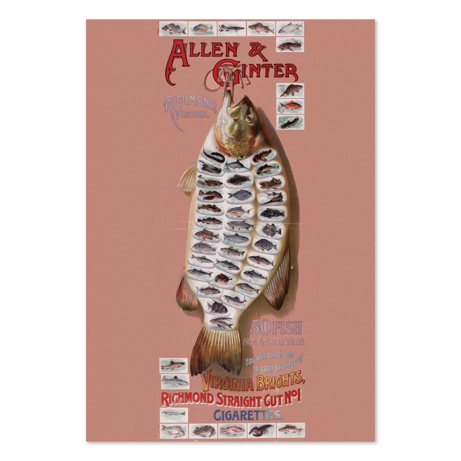 Allen and Ginter American Fish poster print