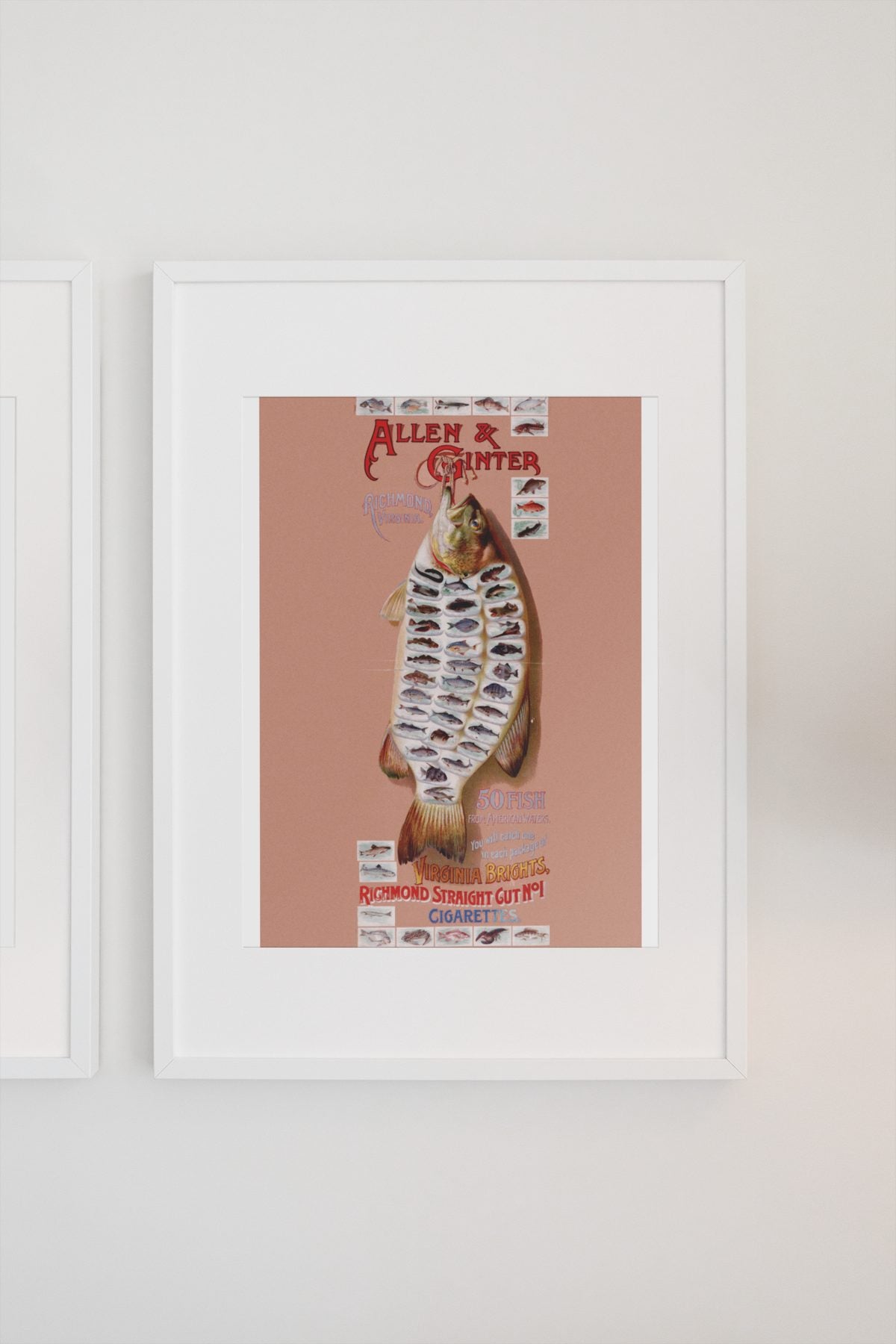 Allen and Ginter American Fish poster on a light wall