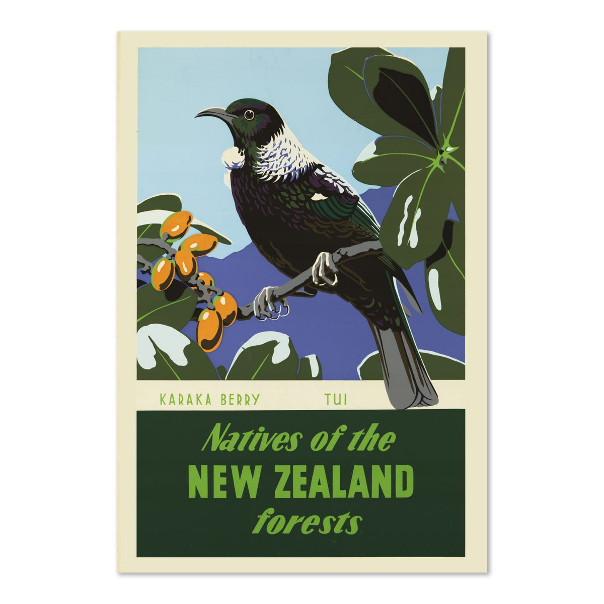New Zealand Tui Bird poster print