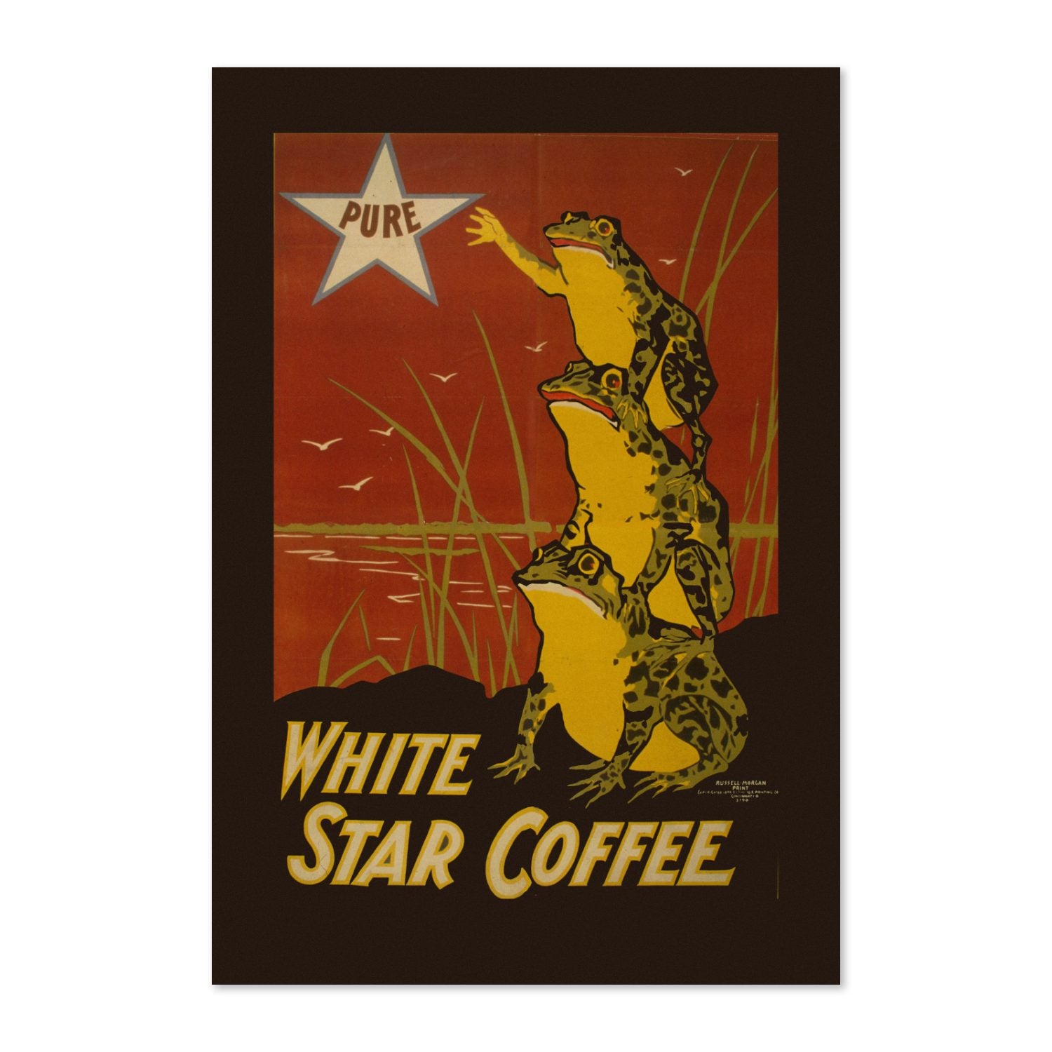 White Star Coffee Frogs poster print